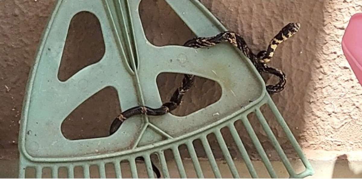 Cobra Caninana é encontrada na varanda de casa em MT Única News