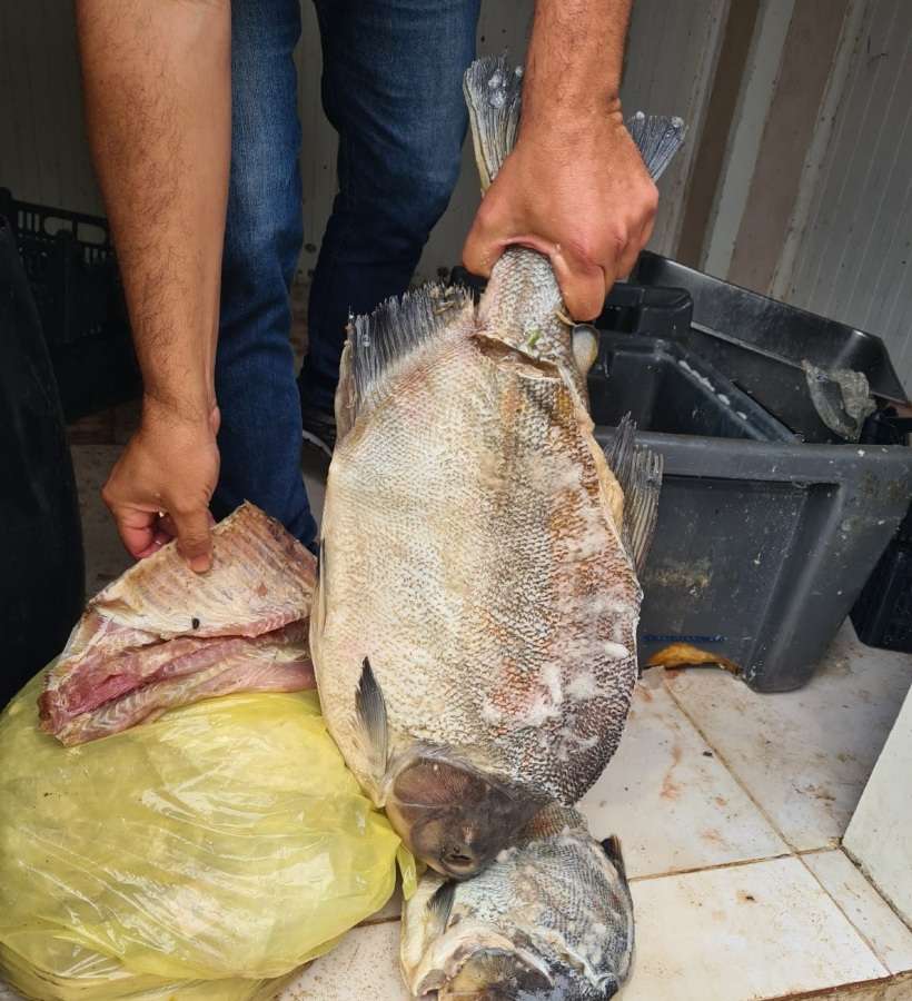 Proprietário de frigorífico clandestino de peixes é autuado por crimes