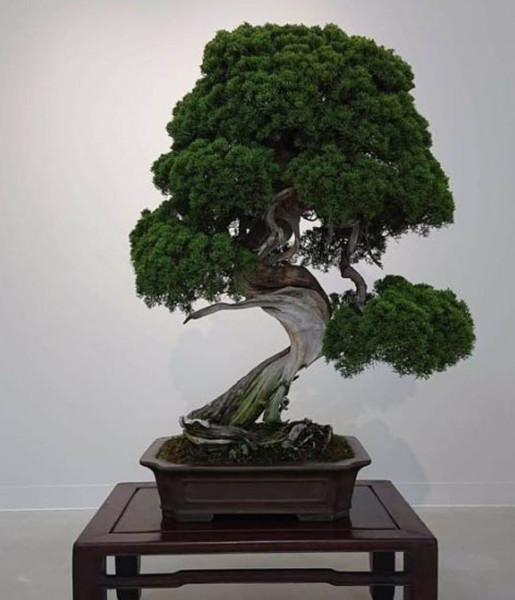 bonsai-roubado (1).jpg