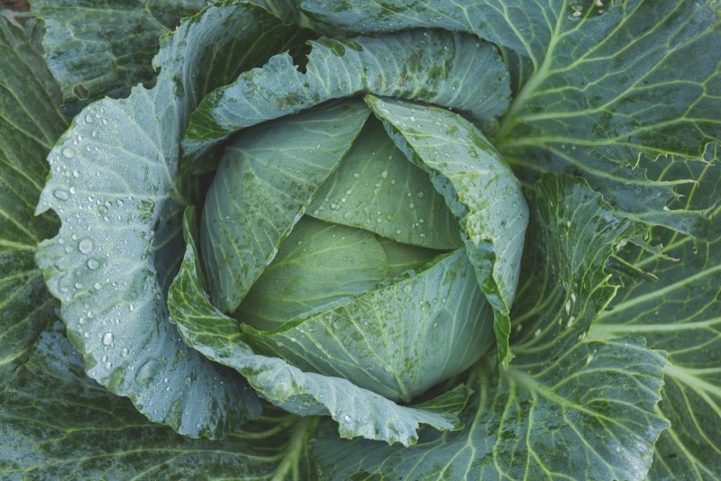 cabbage-1850722-1920.jpg