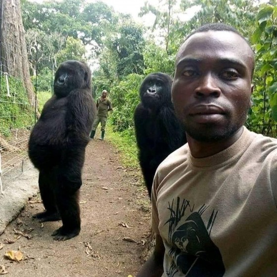 mathieu-shamavu-gorilas.jpg