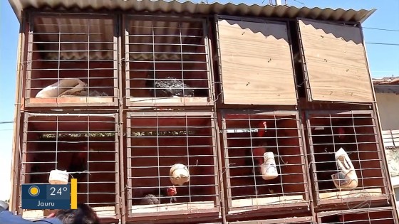 Rinha de galos