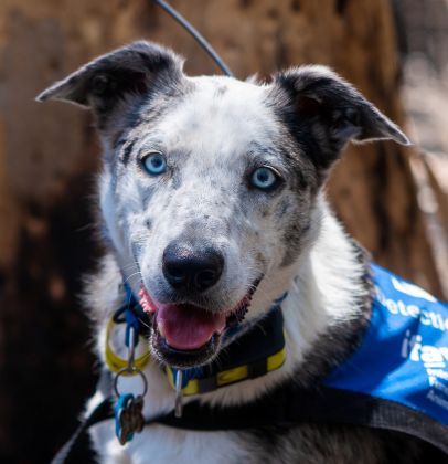 cachorro australiano.jpg