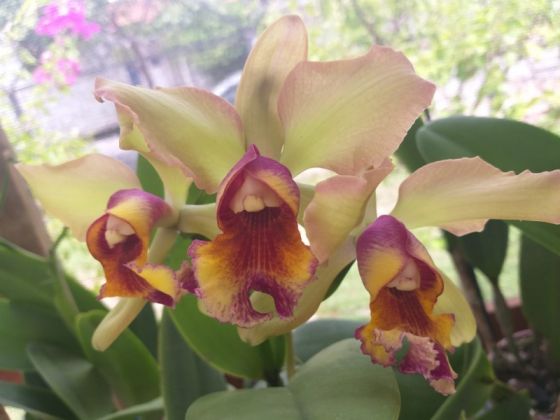 feira de orquídeas 