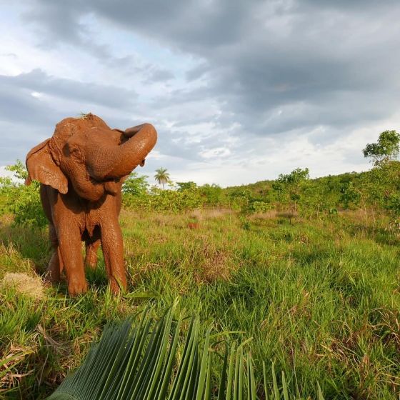 elefanta Ramba