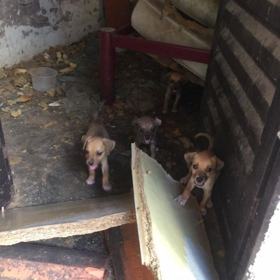 ANIMAIS ABANDONADOS 