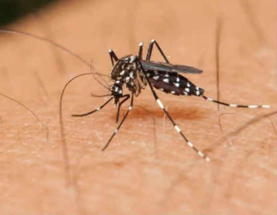 Zika