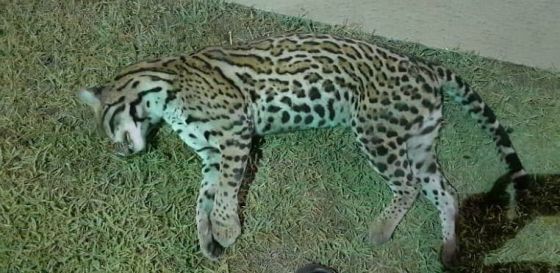 jaguatirica