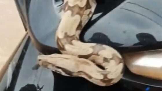 jiboia 