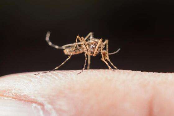 Mosquito Anopheles - malária