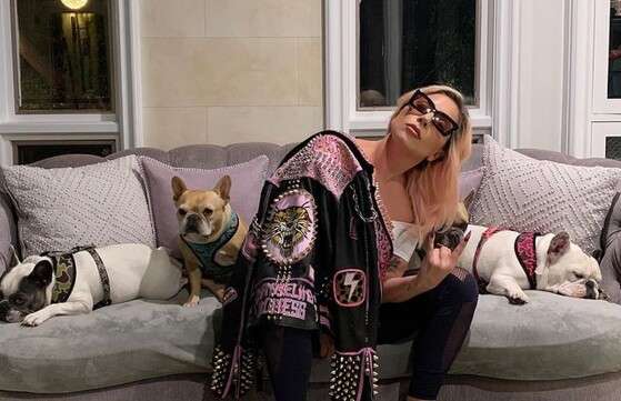 Lady Gaga cachorros