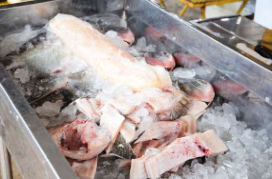 PEIXE SANTO