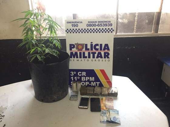 Casal preso com pé de maconha