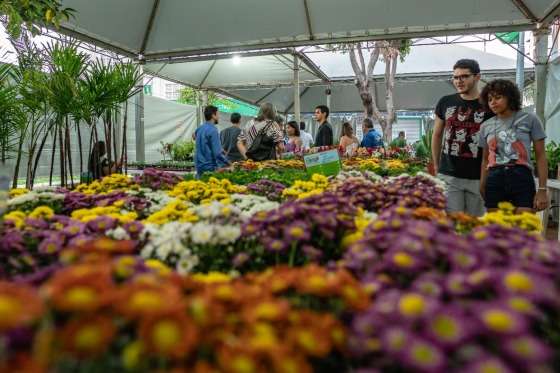 Festival de flores