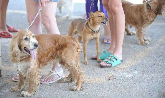 cães