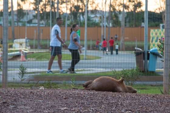 capivara atropelada