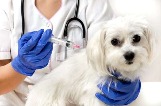 cão vacinando