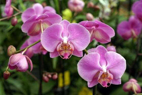orquidea