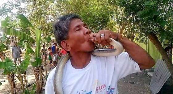 filipino morte cobra