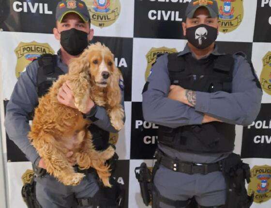 cão furtado
