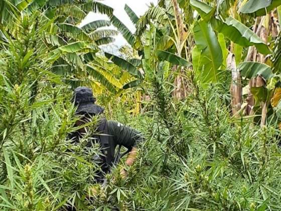 maconha enterrada