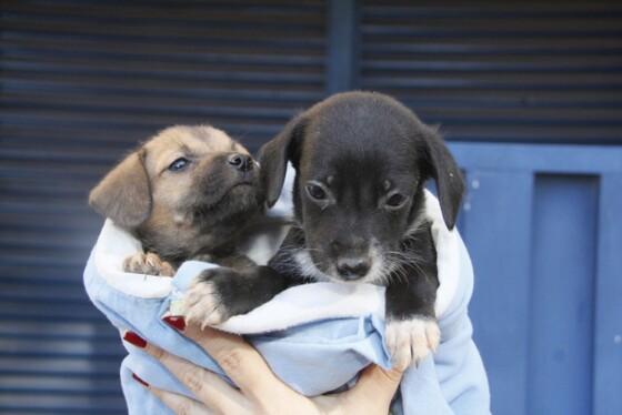 cachorros prefeitura adoção 