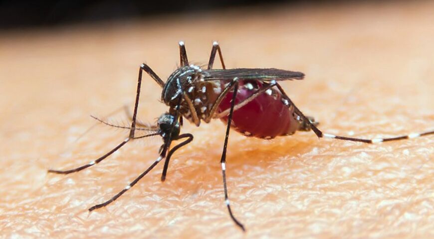 Boletim registra 41.472 novos casos de dengue e mais 31 óbitos no Paraná