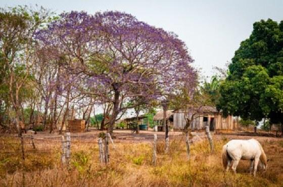 quilombola mata cavalo