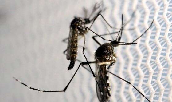 Mosquitos Aedes aegypti (dengue)