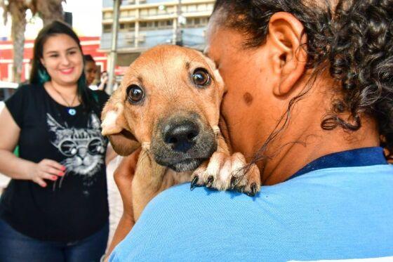 Adoção animal 