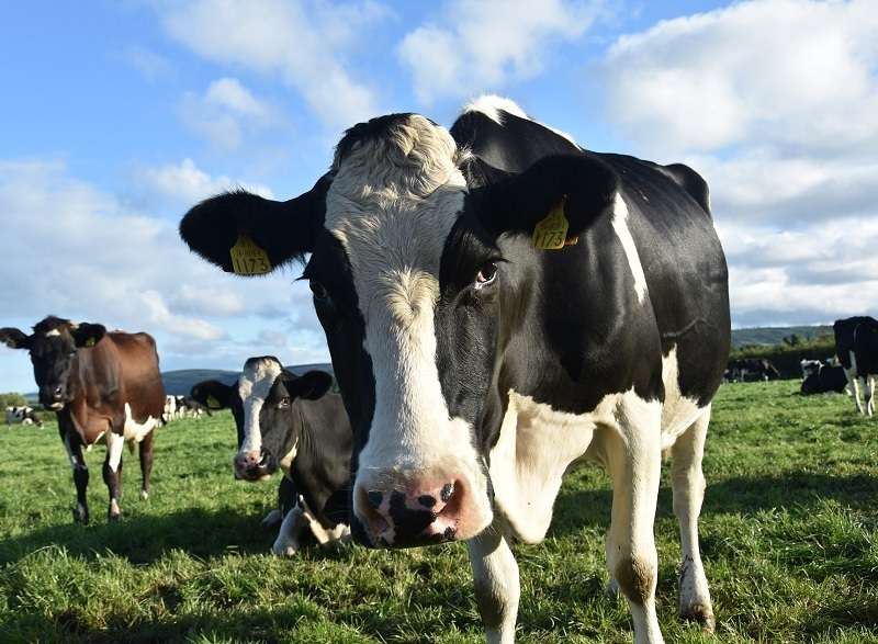 Ministério confirma que investiga caso de doença da 'vaca louca' | Única News - Site de notícias em Mato Grosso