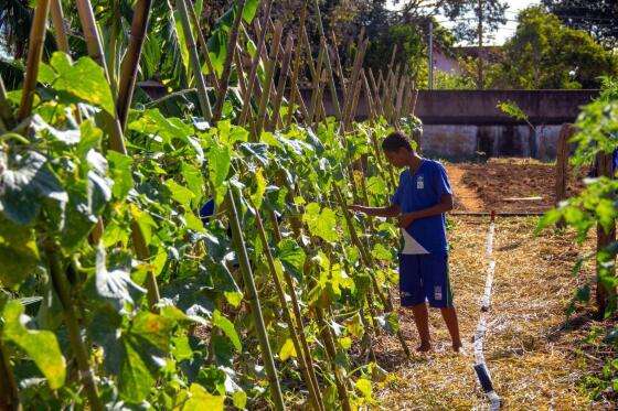 Horta cultivada por alunos do projeto Horta Escolar, em Chapada dos Guimarães.