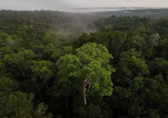 Floreta Amazônica perto de Manaus, Amazonas. 