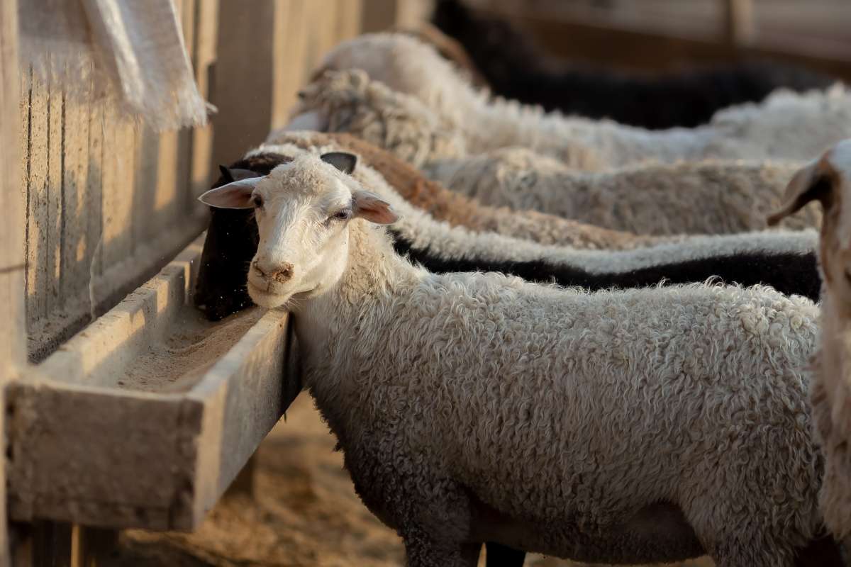 MT Tem Capacidade Para Ser O Maior Produtor De Ovinos E Caprinos Do