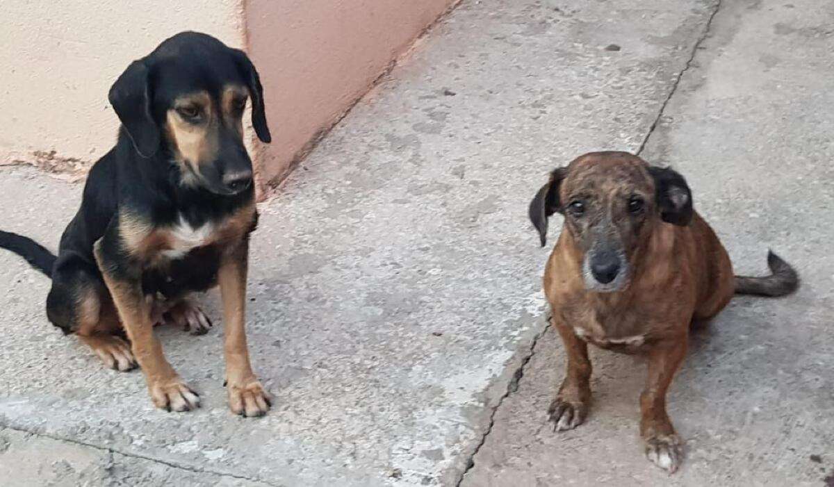 Homem é suspeito de maus-tratos e zoofilia contra cachorros em Cuiabá |  Única News - Notícias e Fatos com Credibilidade