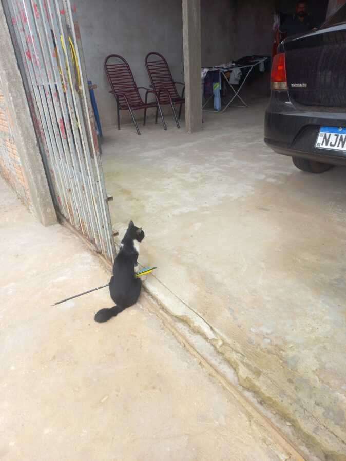 Gato com flecha no corpo em Sinop