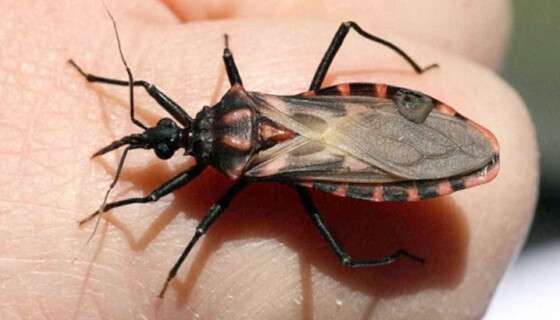 Barbeiro, inseto hospedeiro do protozoário da Doença de Chagas.