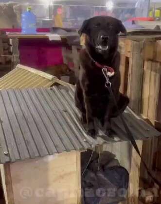 CACHORRO TELHADO.jpg