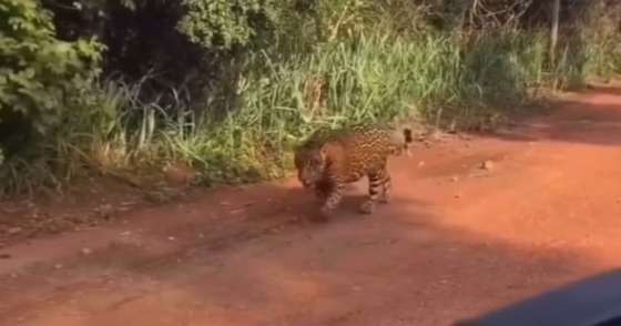 onça pintada