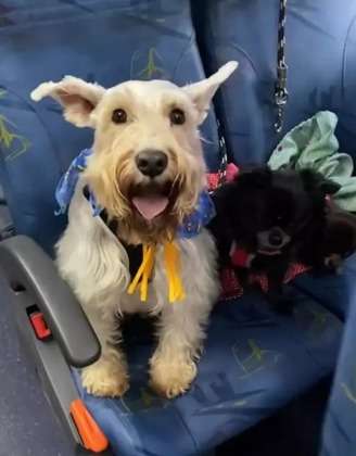 Cachorros viralizam ao se vestirem a caráter para Festa Junina