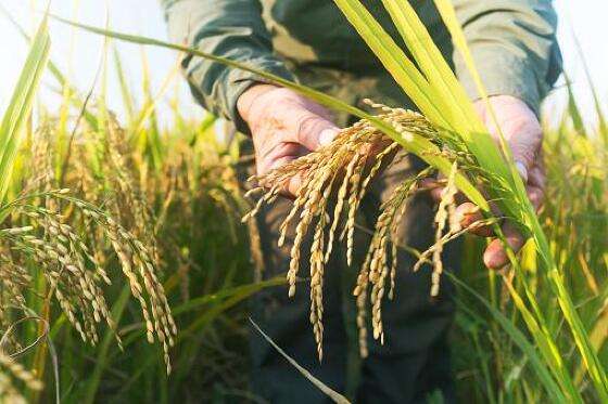 plantação de arroz