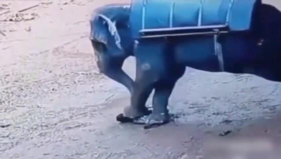 ELEFANTE ESMAGA TREINADOR.jpg