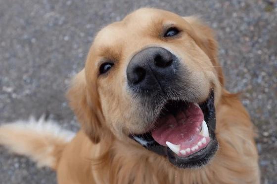 CACHORRO.jpg