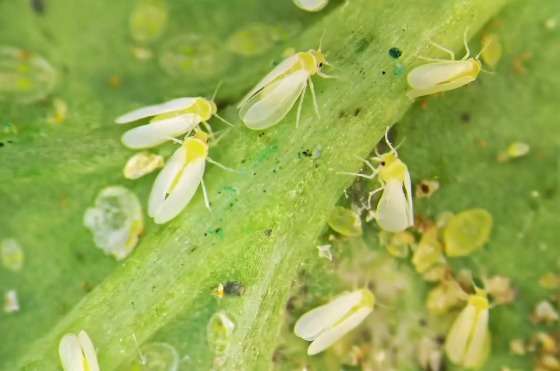 A mosca-branca (Bemisia tabaci) é uma praga agrícola presente em diversas regiões produtoras do país.