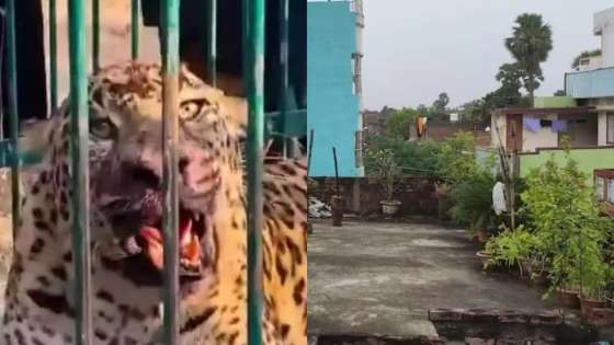 Bebê de 2 anos é morto por leopardo enquanto brincava no quintal de casa
