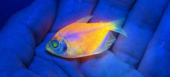 peixe-modificado.jpeg