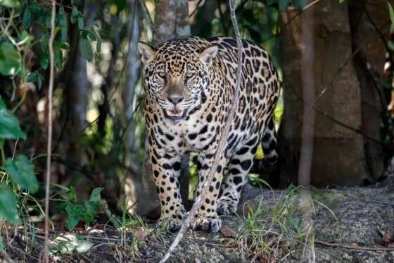 Onça-pintada (Panthera onca).