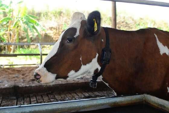 VACA LEITEIRA.jpg