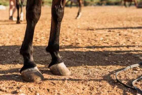 cavalo