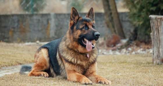 cachorro de guarda cão